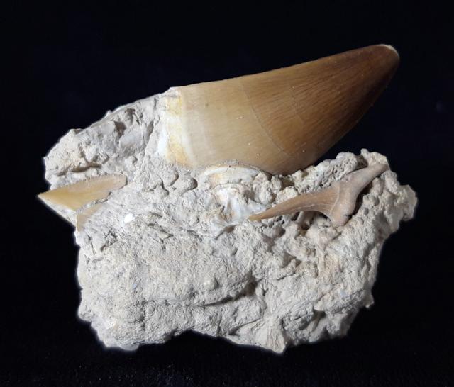Mosasaurus beaugei ARAMBOURG 1952 & Haizahn non det. - Bild © FossNet FossilienStore